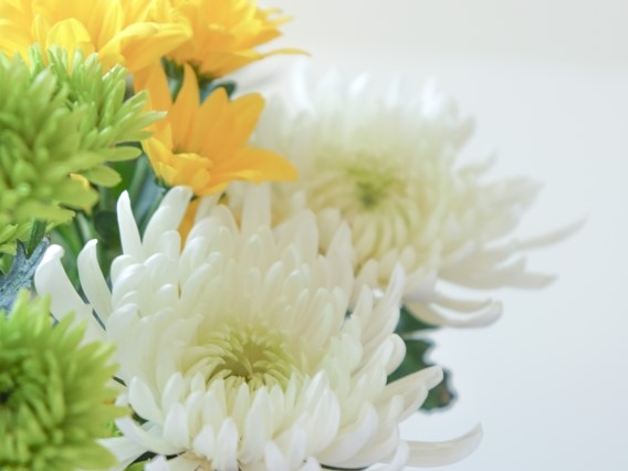 菊の花を供える
